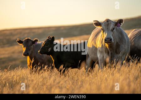 Rigenerativo Stud Angus, wagyu, Murray grigio, mucche da latte e manzo e tori pascolo su erba e pascolo in un campo. Gli animali sono biologici e liberi r Foto Stock