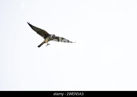 Falco con i piedi rossi in volo, (Falco vespertinus) con preda (libellula). Nel suo ambiente naturale. Foto Stock