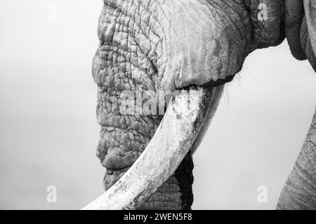 Primo piano bianco e nero di un elefante africano. Foto Stock