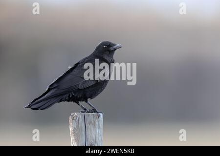 Carrion Crow (Corvus corone). Uccello nero nell'habitat naturale. Uccello nero intelligente. Un solo uccello. Foto Stock