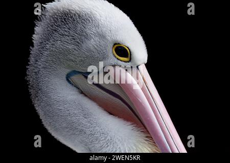 Un ritratto ravvicinato di un pellicano australiano (Pelecanus conspicillatus). Il pellicano australiano è un grande uccello acquatico. Uccelli in ambiente naturale. Foto Stock