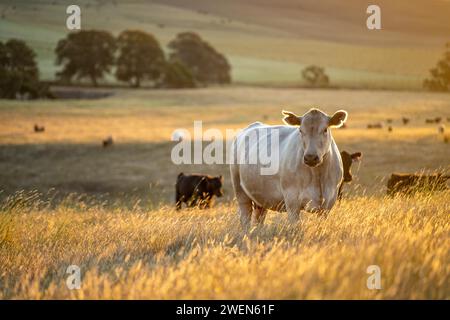 Agricoltura olistica di mucche di Angus, wagyu e Murray Grey che mangiano lunghi pascoli in un'estate calda e secca al crepuscolo in Australia Foto Stock