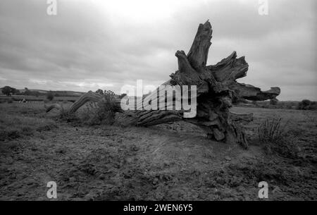 Un tronco di albero caduto in un campo di contadini a Coughton nel Warwickshire Foto Stock