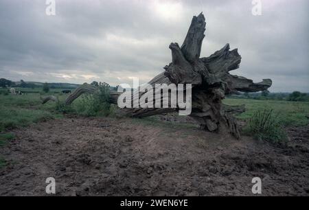 Un tronco di albero caduto in un campo di contadini a Coughton nel Warwickshire Foto Stock