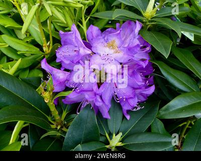 Primo piano di Rhododendron catawbiense "Purpureum elegans" Foto Stock