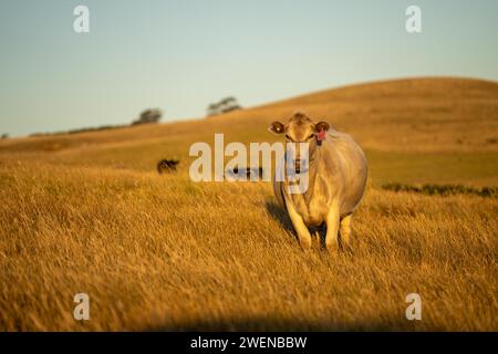 Rigenerativo Stud Angus, wagyu, Murray grigio, mucche da latte e manzo e tori pascolo su erba e pascolo in un campo. Gli animali sono biologici e liberi r Foto Stock