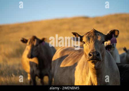 mucche di stallone e toro in un campo agricolo sostenibile in estate. vacca grassa in un campo. mucca madre con bambino Foto Stock