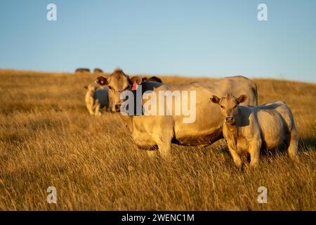 Rigenerativo Stud Angus, wagyu, Murray grigio, mucche da latte e manzo e tori pascolo su erba e pascolo in un campo. Gli animali sono biologici e liberi r Foto Stock