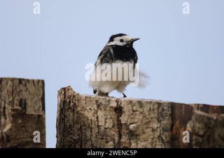 Pied wagtail Motacilla alba, con piumaggio soffiato dal vento, arroccato sulla recinzione di legno, aprile. Foto Stock