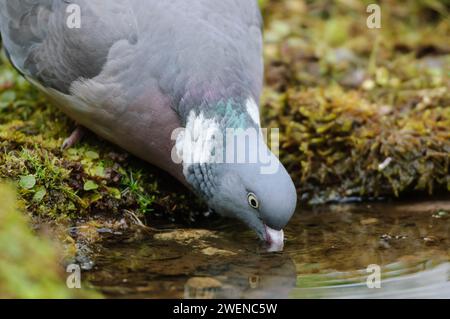 Palumbus Columba, piccione comune, bere dal laghetto del giardino, luglio. Foto Stock