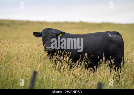 Agricoltura olistica di mucche di Angus, wagyu e Murray Grey che mangiano lunghi pascoli in un'estate calda e secca al crepuscolo in Australia Foto Stock