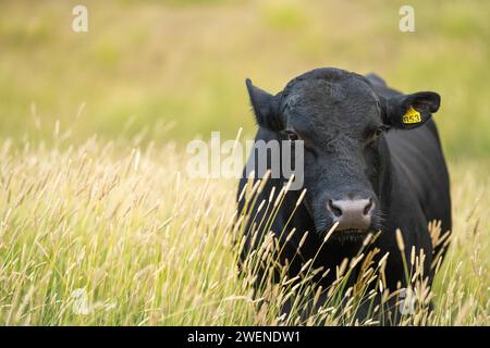 Rigenerativo Stud Angus, wagyu, Murray grigio, mucche da latte e manzo e tori pascolo su erba e pascolo in un campo. Gli animali sono biologici e liberi r Foto Stock