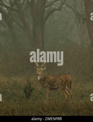 Immagini prive di cervo maculato di alta qualità Foto Stock