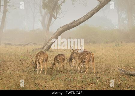 Cervi maculati immagini di alta qualità Foto Stock