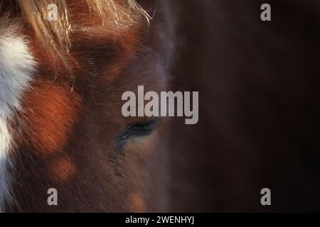 HAMI, CINA - 25 GENNAIO 2024 - un cavallo dell'esercito Yiwu a Hami, provincia dello Xinjiang, Cina, 25 gennaio 2024. Foto Stock