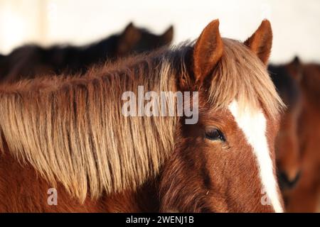 HAMI, CINA - 25 GENNAIO 2024 - un cavallo dell'esercito Yiwu a Hami, provincia dello Xinjiang, Cina, 25 gennaio 2024. Foto Stock