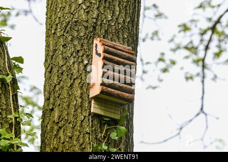 Nuova scatola per pipistrelli per fornire siti di nidificazione e rootsing montati su un albero nel bosco del Regno Unito. Foto Stock
