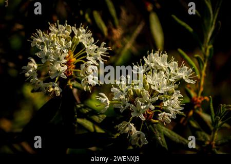 Bog Labrador Tea, Rhododendron groenlandicum, che cresce nelle Adirondack Mountains nello stato di New York Foto Stock