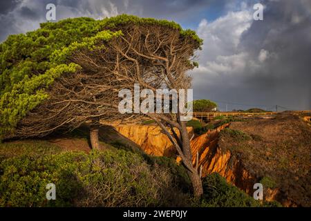 Vecchio pino spazzato dal vento e burrone nel paesaggio costiero della regione dell'Algarve, nel Portogallo meridionale. Foto Stock
