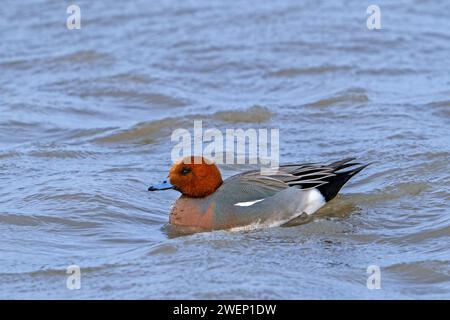 Vegione eurasiatica / stregone europeo (Mareca Penelope / Anas penelope) anatra che nuota nello stagno in inverno (gennaio) Foto Stock