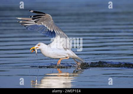 Gabbiano dalle zampe gialle (Larus michahellis) che decolla con la preda di pesce catturato in becco Foto Stock