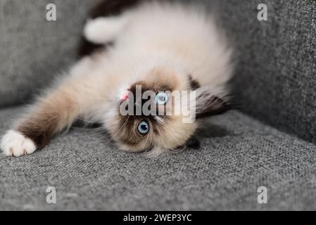 Piccolo gattino Ragdoll che gioca Foto Stock