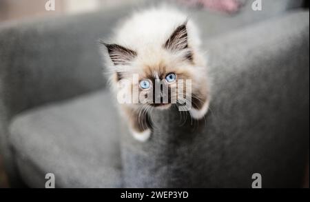 Piccolo gattino Ragdoll che gioca Foto Stock