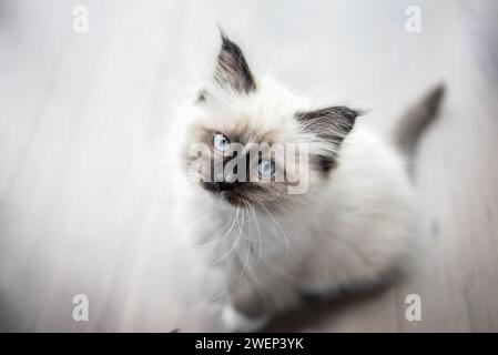 Piccolo gattino Ragdoll che gioca Foto Stock