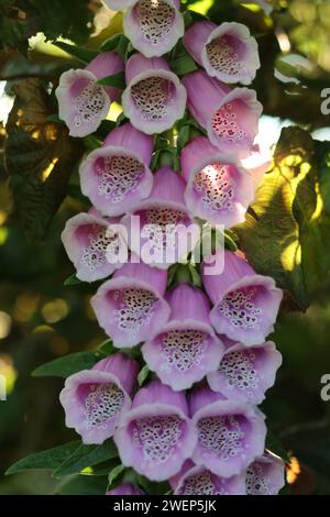 foxglove singolo rosa e bianco, con un grande ditale come fiori Foto Stock
