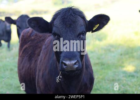 Mucca nera con erba appesa fuori dalla bocca, guardando la telecamera Foto Stock