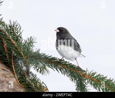 Un Junco dagli occhi scuri arroccato su un ramo di pino innevato Foto Stock