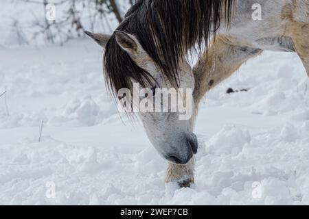 Cavalli che pascolano su un terreno innevato in inverno Foto Stock