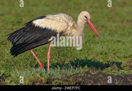 Cicogna bianca adulta (ciconia ciconia) in posa con un verme nel becco per i suoi figli Foto Stock