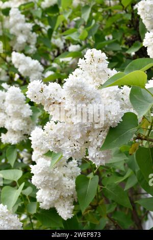 Lussureggiante lilla bianca nel giardino primaverile all'ora d'oro, foglie verdi, alberi in fiore, fiori profumati e rami d'albero. Foto Stock