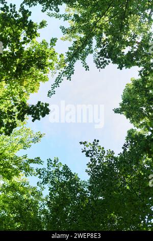 L'accattivante fotografia cattura un panorama mozzafiato di lussureggianti e verdeggianti aree forestali, mostrando la bellezza serena e la ricchezza naturale del Foto Stock