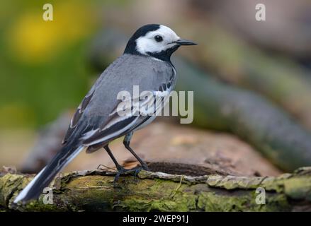 Calmo maschio coda bianca (Motacilla alba) semplice molla in posa in alcuni boschi Foto Stock