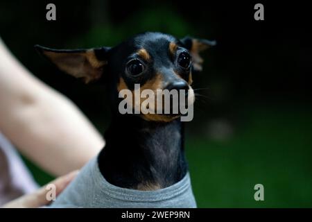 Pinscher in miniatura nel parco. Messa a fuoco selettiva. Shorthair. Foto Stock