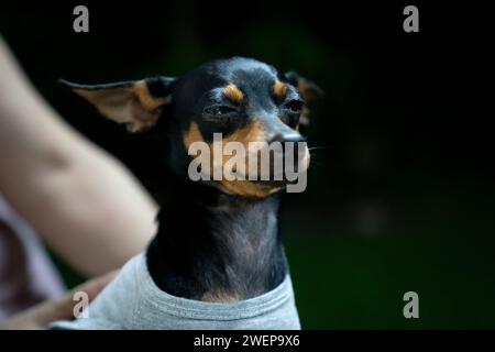 Pinscher in miniatura nel parco. Messa a fuoco selettiva. Shorthair. Foto Stock