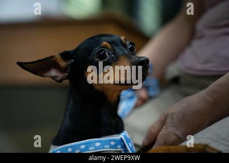 Pinscher in miniatura nel parco. Messa a fuoco selettiva. Shorthair. Foto Stock