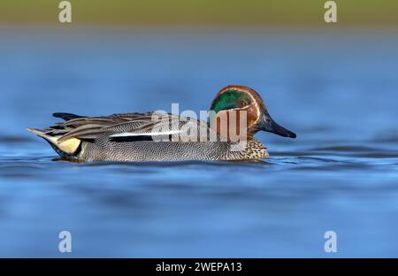 Il Teal Eurasiatico maschio (Anas crecca) nuota da solo sulle acque blu soleggiate del grande lago di sorgente Foto Stock