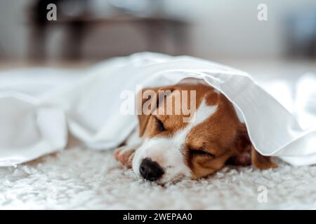 Il piccolo e divertente cucciolo Jack russell terrier dorme sotto un foglio bianco su un tappeto bianco Foto Stock