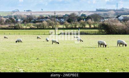 Pecore che pascolano con le Broom Downs sullo sfondo vicino a Upchurch nel Kent, in Inghilterra Foto Stock