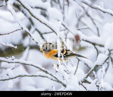 Primo piano di un uccello brambulante seduto su un albero innevato Foto Stock