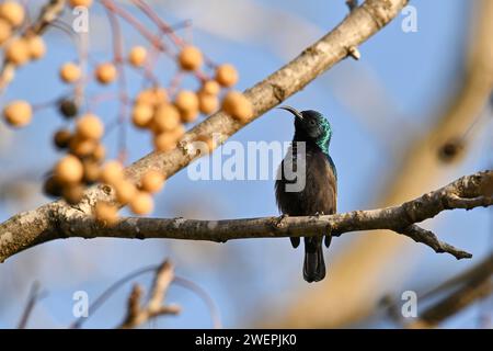 Meno preoccupante (popolazione stabile) trovato in alcune parti del Medio Oriente e dell'Africa sub-sahariana, è anche conosciuto come l'uccello del sole dal ciuffo arancione. Foto Stock