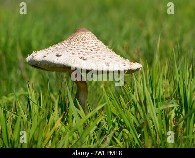 Fungo Parasol (Macrolepiota procera) in un prato d'estate Foto Stock