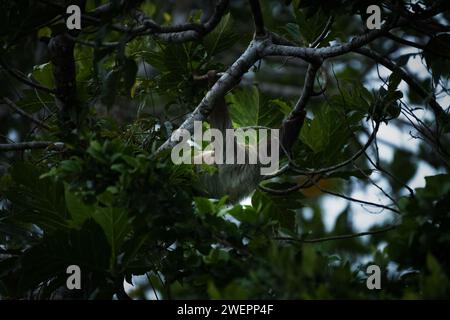 bradipo appeso tra gli alberi in costa rica Foto Stock