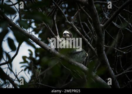 bradipo appeso tra gli alberi in costa rica Foto Stock