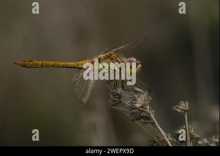 Primo piano naturale su una libellula Vagrant Darter, Sympetrum vulgatum, arroccata nella vegetazione Foto Stock