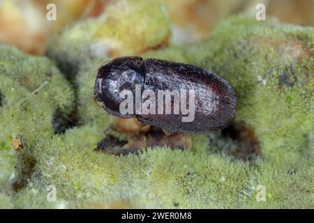 Coleottero boleti CIS all'interno del fungo della staffa. Piccoli scarabei funghi che si estraggono con un fungo a staffa Polyporales Foto Stock