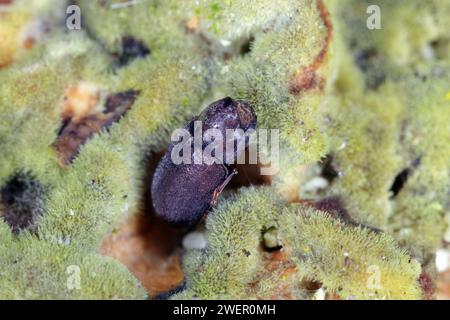 Coleottero boleti CIS all'interno del fungo della staffa. Piccoli scarabei funghi che si estraggono con un fungo a staffa Polyporales Foto Stock